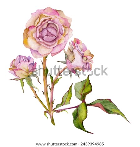 Hand drawn watercolor illustration shabby boho botanical flowers leaves. Dusty English tea rose, withered head bud, pink cream. Composition isolated on white background. Design wedding, love cards