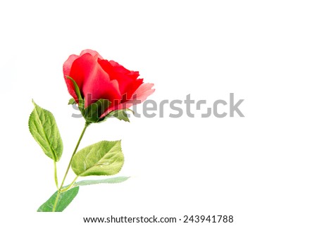 Beautiful artificial red rose on white background