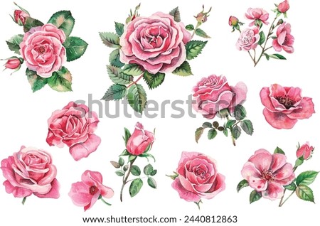 watercolor rose flower collection design