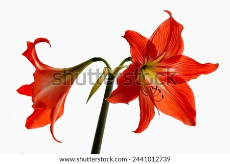 Red amaryllis flower isolated on white background