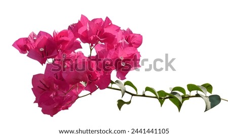 Blooming pink Bougainvillea flowers branch on white background.