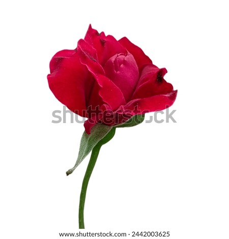 Red Rose isolated on white Background 26 march 2024