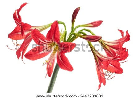 Hippeastrum Hybrid or Amaryllis flowers, Red amaryllis flowers isolated on white background, with clipping path                                 