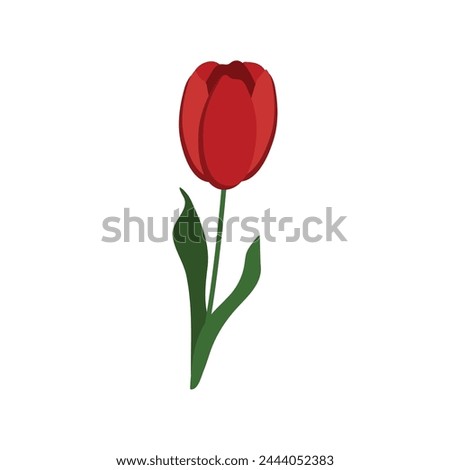 Vector illustration of a red tulip on a white background.