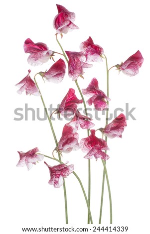 Studio Shot of Red Colored Sweet Pea Flowers Isolated on White Background. Large Depth of Field (DOF). Macro.