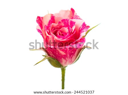 little pink rose on a white background