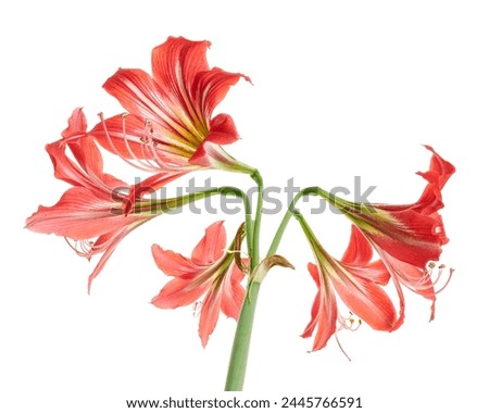 Hippeastrum Hybrid or Amaryllis flowers, Red amaryllis flowers isolated on white background, with clipping path                                    
