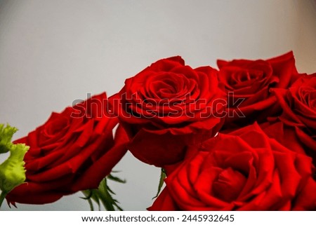 Love red fresh red roses stems