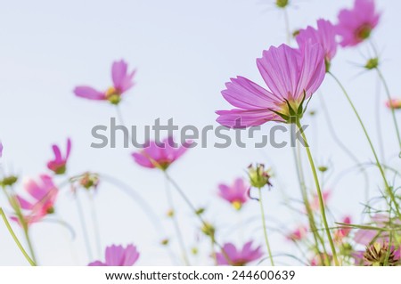 Beautiful purple flower