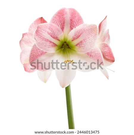Hippeastrum or Amaryllis flowers ,Pink amaryllis flowers isolated on white background, with clipping path                                                               