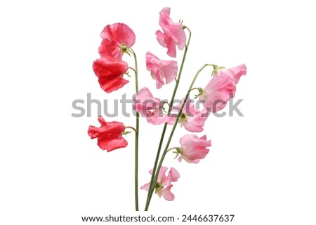 Pink sweet pea flowers isolated on a white background.