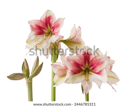 Bloom red and Lime Amaryllis (Hippeastrum)  Galaxy Group  