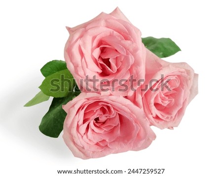 Beautiful pink roses bouquet on white background, amazing roses, birthday, wedding, Valentine's Day, Mother's Day concept