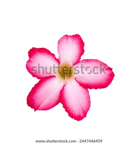 Desert rose flowers close up and isolated