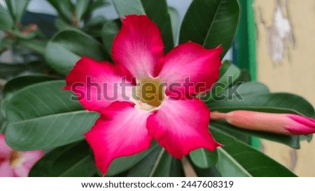 a beautiful desert rose with a charming pink color
