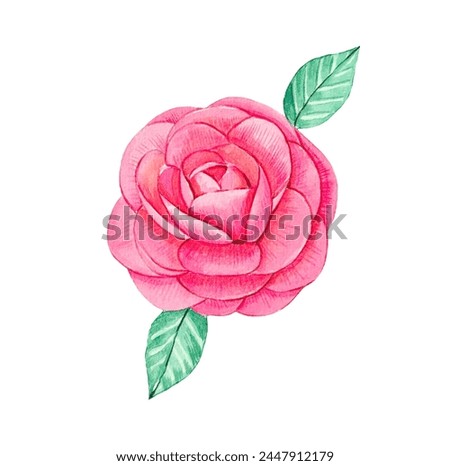 Hand drawn pink rose bud. Watercolor illustration