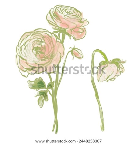 Oil painting abstract flower bouquet of pink ranunculi. Hand painted floral composition of wildflower isolated on white background. Holiday Illustration for design, print, fabric or background.