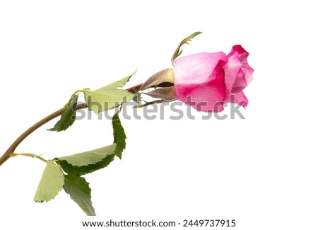 One rose flower on a white background. Close-up.