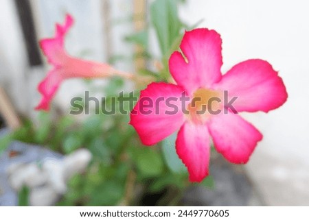 Adenium (Adenium obesum) is an ornamental plant species, the stem is large, the bottom resembles a tuber, the stem is not cambium, the roots can be enlarged to resemble a tuber, the shape of the leave