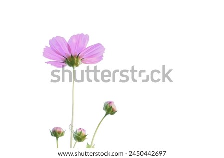 Isolated cosmos flower head with clipping paths.