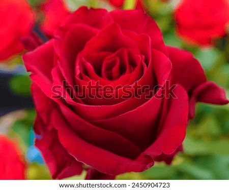 Rose flower close-up is a perennial bush plant of the Rosaceae family, genus Rosehip