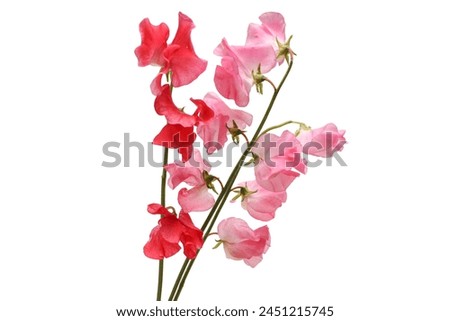 Pink sweet pea flowers isolated on a white background.