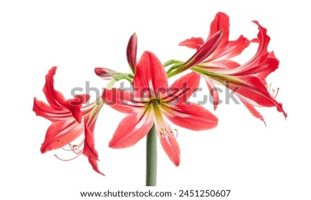Hippeastrum Hybrid or Amaryllis flowers, Red amaryllis flowers isolated on white background, with clipping path                                     