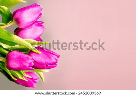 Fresh flower composition, bouquet of bi color tulips, pale pink and white gradient background. International Women's day, mother's day greeting concept. Copy space, close up, top view, flat lay. 