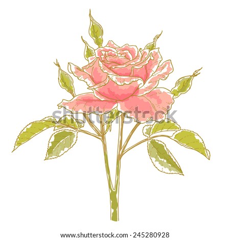 Pink rose with leaves, isolated on a white background. Design element.