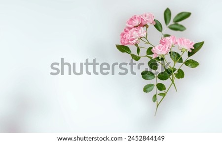beautyful flowers background,gorgeous floral backgrounds