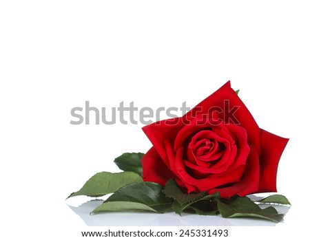 single red rose, isolated on white background