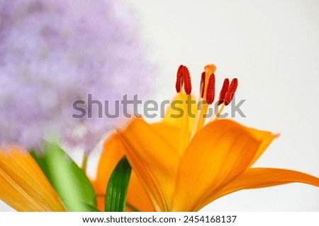 Lilium bulbiferum croceum, orange lily closeup.