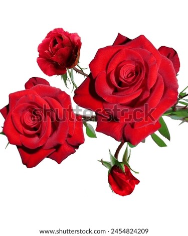 Beautifu natural flower background. Rose flower with love. Loving flower with natural texture.