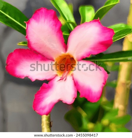A beautiful and fresh frangipani flower