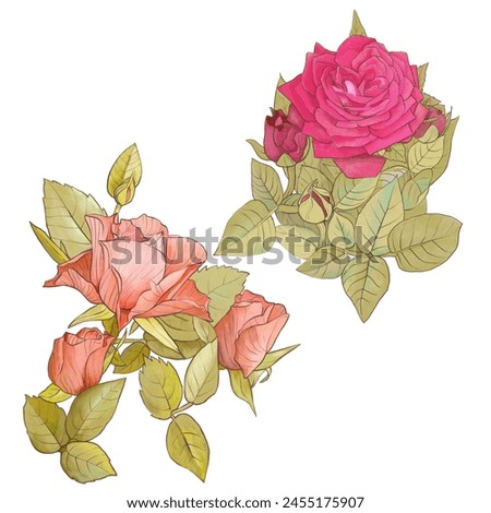Rose flowers on a white background. For decor, wallpaper, textiles.