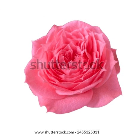Beautiful nature photo, closeup, macro, delicate, fresh pink plant, flower, rose petals and white transparent background 