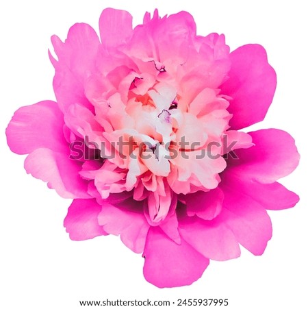 Pink   peony flower  on a white isolated background with clipping path. Closeup. For design. Nature.                              