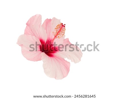 gentle pink hibiscus isolated on white background