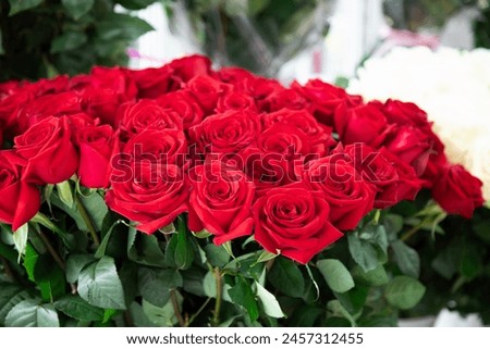  fresh flowers sales department . Red roses close up view 