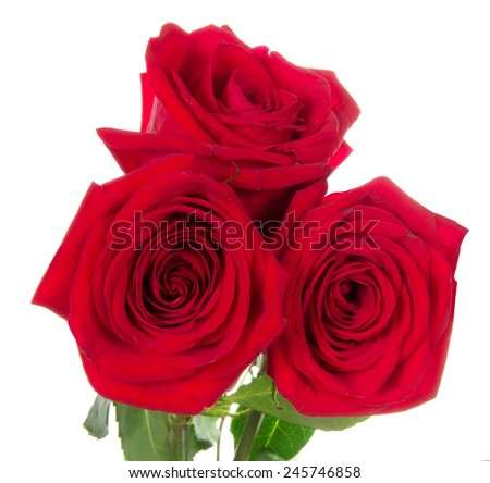 Beautiful three red roses isolated on white background