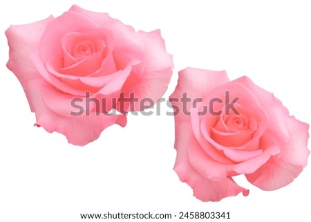Two large soft pink roses blooming isolated on the white background.Photo with clipping path.
