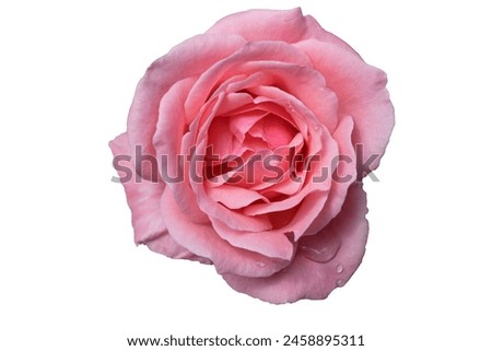 rose, a pink rose isolated on a white background