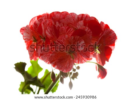 variegated pink and red geranium  isolated on white 