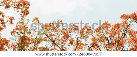 natural bright red flowering tree sky background
