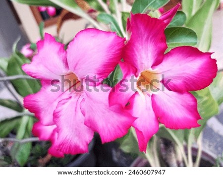 photo of the Japanese Cambodian flower or pink adenium. Taken the afternoon, front of the house.