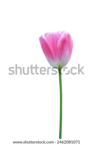 Pink tulip isolated on white background with clipping path.