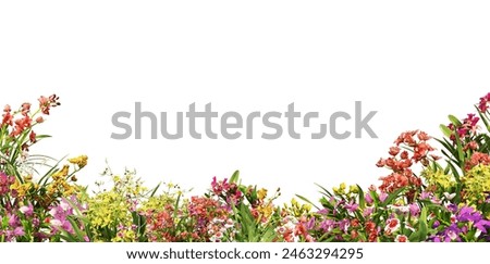3D Render Foreground Orchid On a white background with clipping path