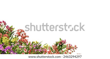 3D Render Foreground Orchid On a white background with clipping path