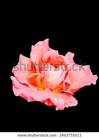 Close-up of a rose in a black background.