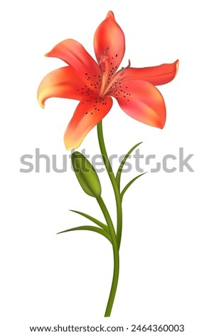 Tiger lily. Flower. Floral background. Isolated.Stem. Bud. Green. Red.